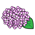 hydrangea_01-pink02